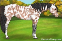 Horse Color:Bay Ice Tobiano Near Leopard 