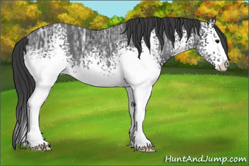 Horse Color:White Spotted Black Ice Sabino