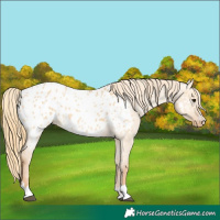 Horse Color:Red Dun Appaloosa 