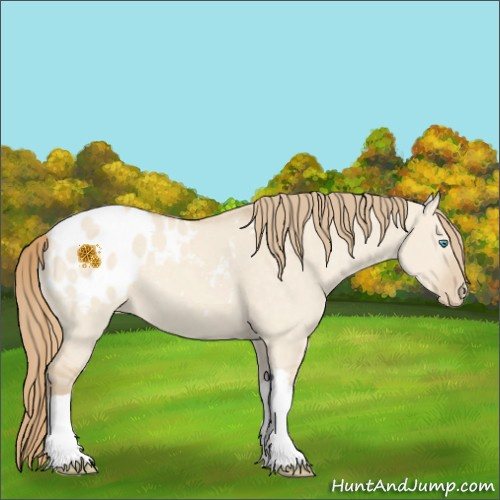 Horse Color:Perlino Dun Appaloosa 