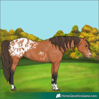 Horse Color:Bay Appaloosa 