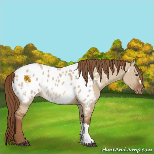 Horse Color:Red Dun Appaloosa 