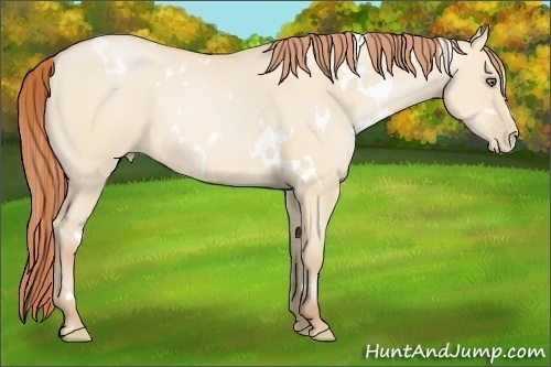 Horse Color:White Spotted Buckskin Pearl Dun