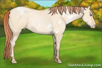 Horse Color:White Spotted Buckskin Pearl Dun 
