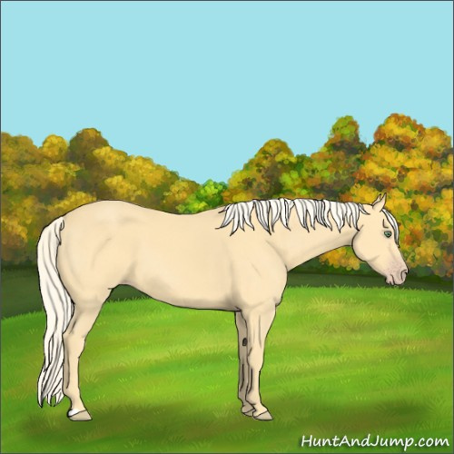 Horse Color:Gold Cream Champagne 