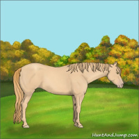 Horse Color:Gold Champagne 