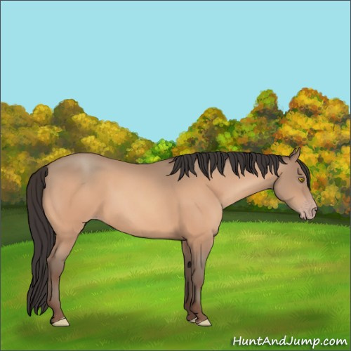 Horse Color:Amber Champagne