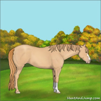 Horse Color:Gold Champagne 