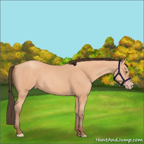 Horse Color:Amber Champagne 