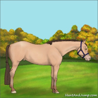 Horse Color:Amber Champagne 