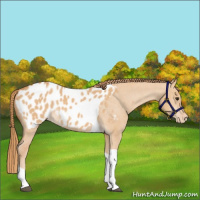 Horse Color:Red Dun Tobiano Appaloosa 