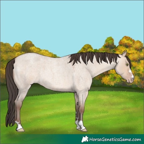 Horse Color:Amber Champagne Roan Dun 