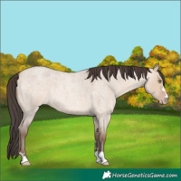 Horse Color:Amber Champagne Roan Dun