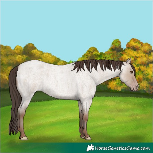 Horse Color:Classic Champagne Roan Dun 