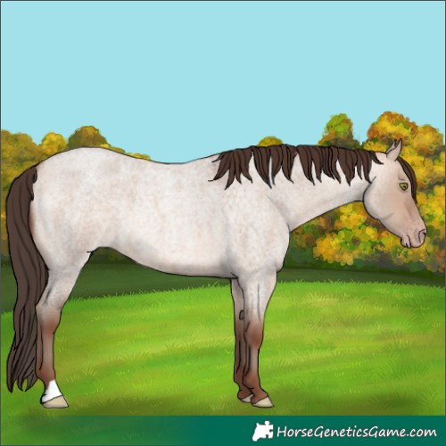 Horse Color:Amber Champagne Roan Dun 