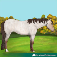 Horse Color:Amber Champagne Roan Dun 