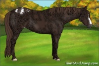 Horse Color:Liver Chestnut Ice Appaloosa 