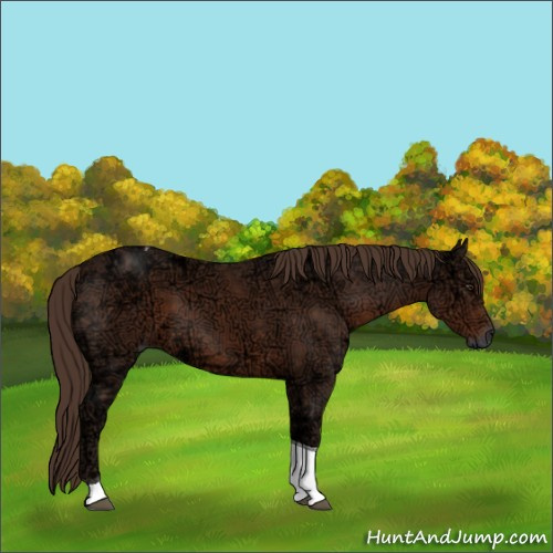 Horse Color:Liver Chestnut Ice Sabino Tobiano 