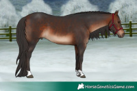 Horse Color:Bay 