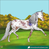 Horse Color:White Spotted Silver Sable Champagne Splash 
