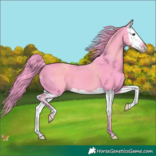 Horse Color:Watercolor Liver Chestnut Splash 