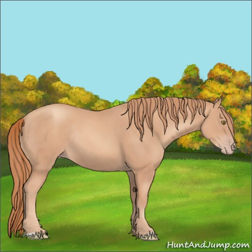 Horse Color:Gold Champagne Rabicano 