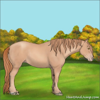 Horse Color:Gold Champagne Rabicano 