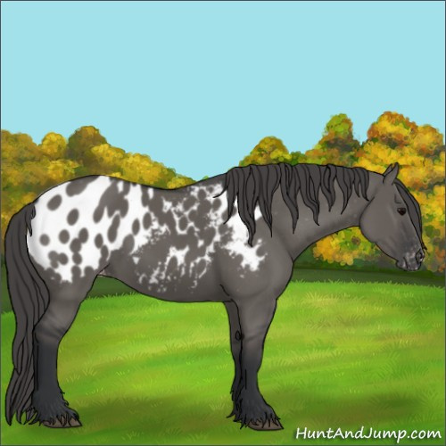 Horse Color:Grullo Appaloosa 