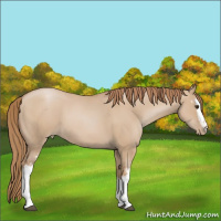 Horse Color:White Spotted Grullo Pearl 