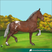Horse Color:Silver Black Tobiano Appaloosa 