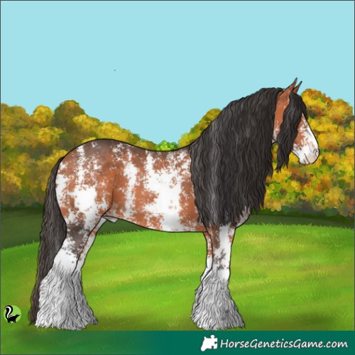 Horse Color:Bay Sabino 
