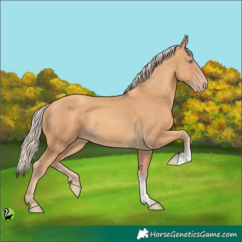 Horse Color:Gold Cream Champagne Sabino