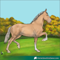 Horse Color:Gold Cream Champagne Sabino