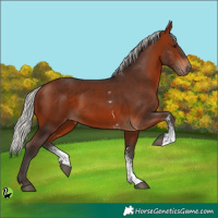 Horse Color:Silver Brown Sabino Rabicano 