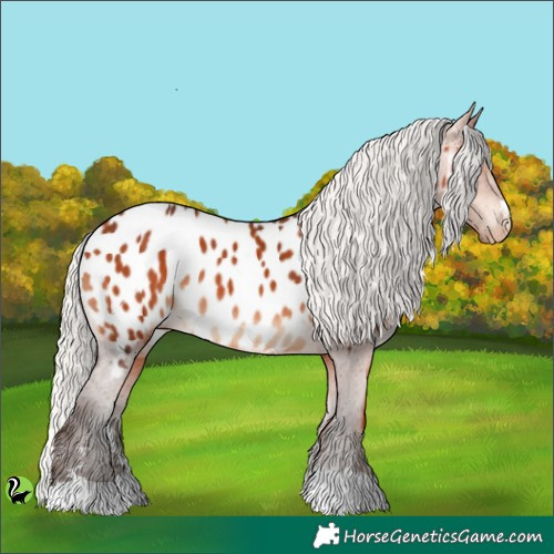 Horse Color:Silver Brown Appaloosa Rabicano 