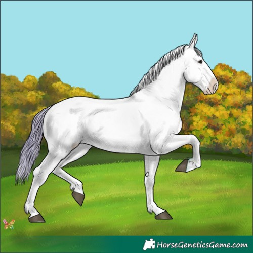 Horse Color:Watercolor Brown Dun Appaloosa 