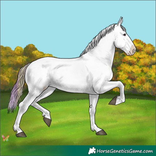 Horse Color:Watercolor Buckskin Dun Appaloosa 