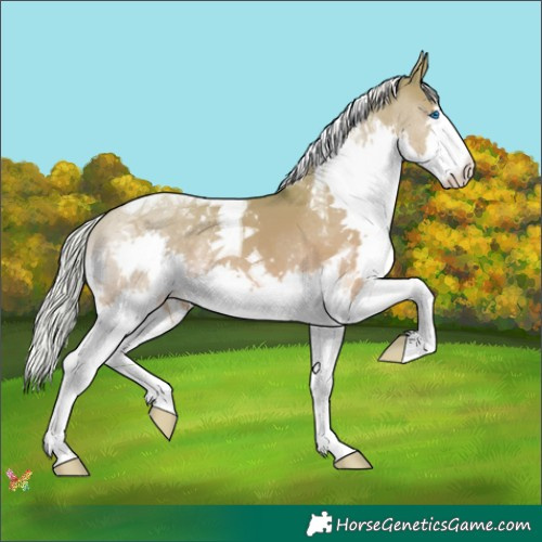 Horse Color:Silver Amber Cream Champagne Dun Splash Tobiano 