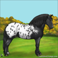 Horse Color:Black Appaloosa 