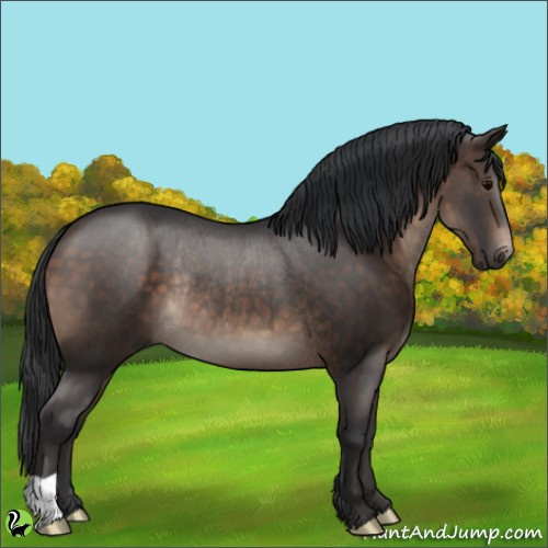 Horse Color:Brown Rabicano