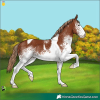Horse Color:White Spotted Chestnut Tobiano 
