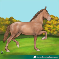 Horse Color:Gold Champagne 