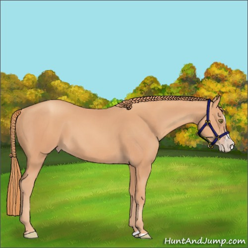 Horse Color:Gold Champagne Splash 