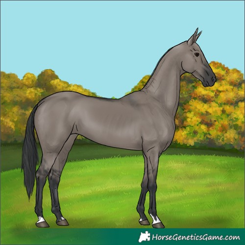 Horse Color:Grullo 