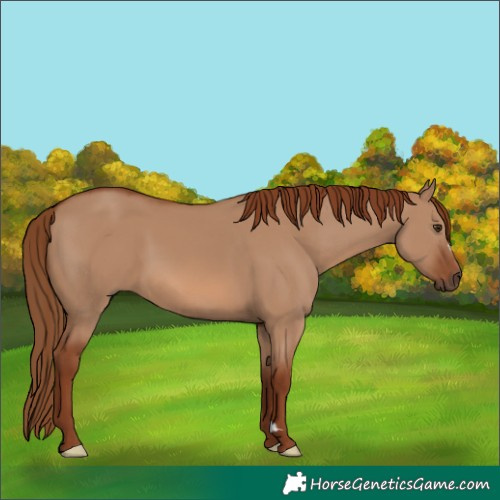 Horse Color:Red Dun 