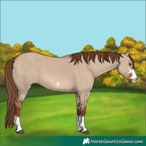 Horse Color:Red Dun