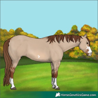 Horse Color:Red Dun 