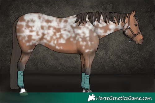 Horse Color:Bay Ice 