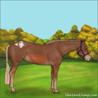 Horse Color:Chestnut Appaloosa 