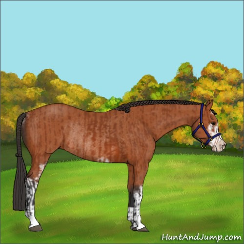 Horse Color:Bay Sabino Rabicano  and Bay Sabino Rabicano 